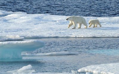 New Expedition Cruise Experience With Adventures by Disney