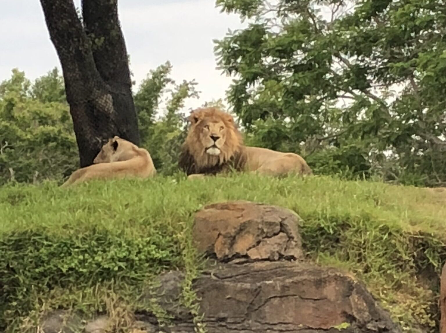 Lions on the savannah, Kilimanjaro Safari, Disney's Animal Kingdom park