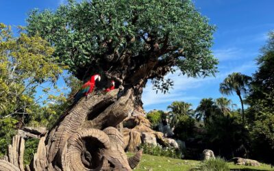 Disney’s Animal Kingdom Touring Strategies