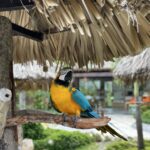 Tropical bird found on a one day trip in Puerto Plata