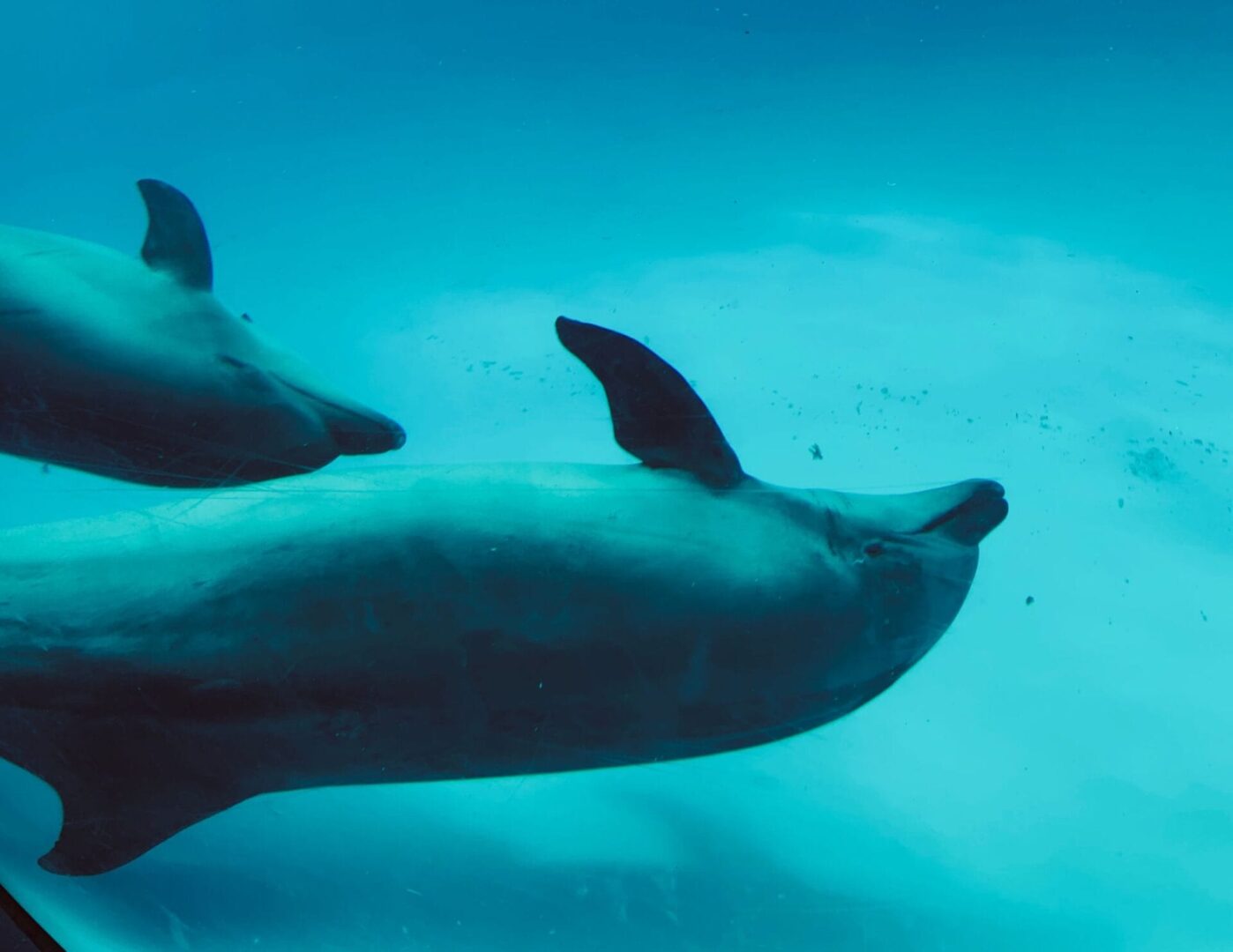 SeaWorld San Diego